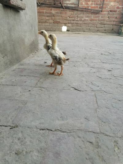 Japaness Shamu Chicks Available