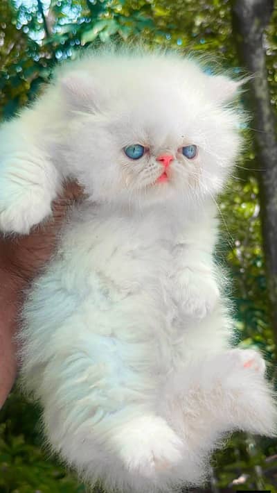 Persian good breed kittens avail. WhatsAp= 03103699468