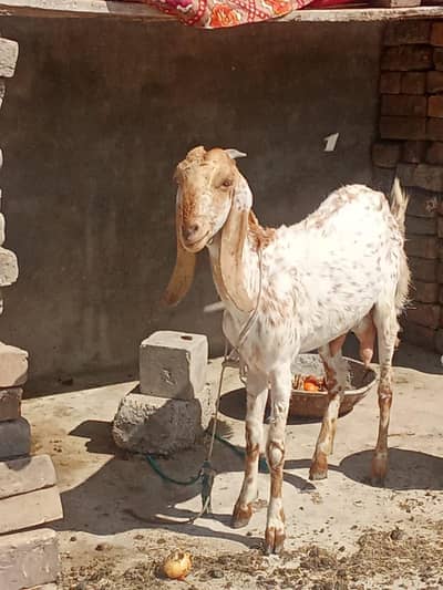 chaski wali door rahi