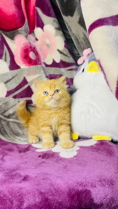 Persian good breed kittens avail. WhatsAp= 03103699468