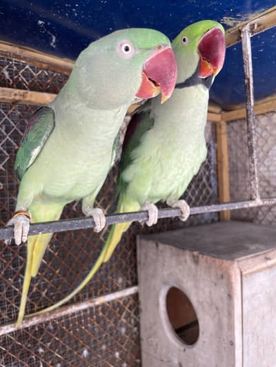 Raw parrot pair