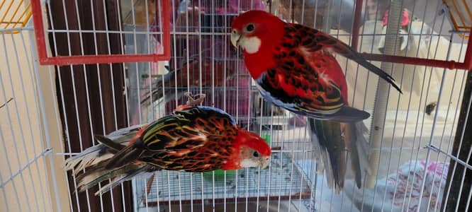 Adult Rosella Breeders