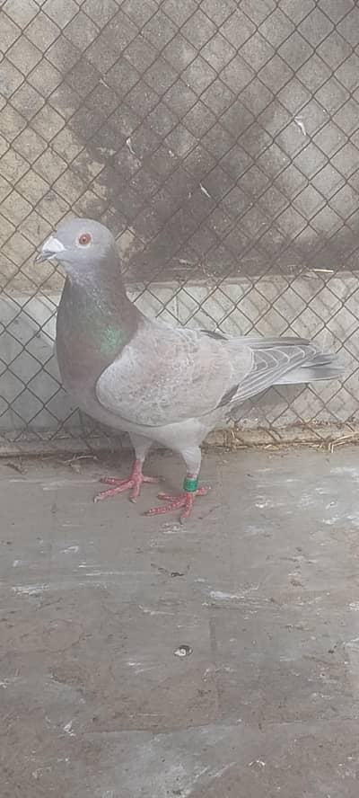 qasad pigeon