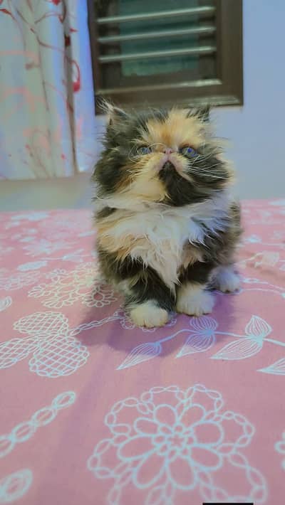 Persian good breed kittens avail. WhatsAp= 03103699468