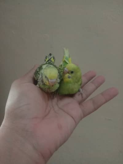 Australian parrots k bache and pairs