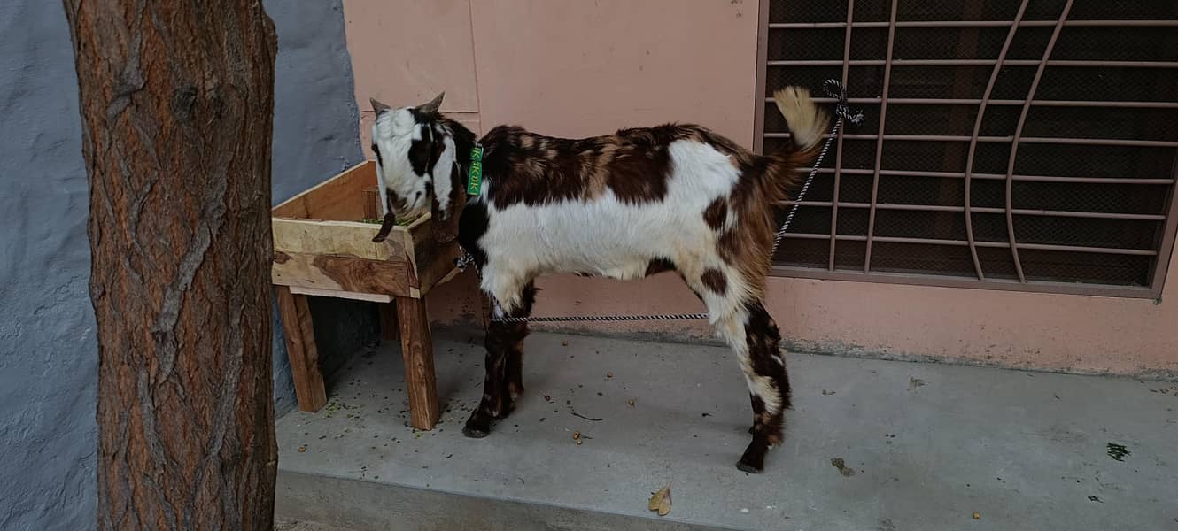 bakra 3