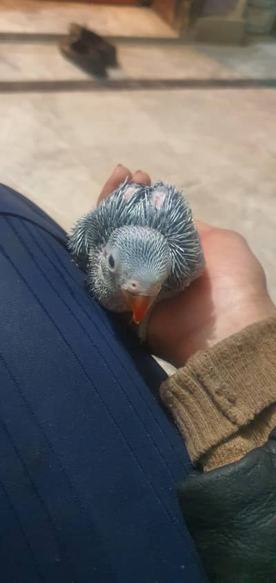 blue ringneck huge size,chick's available