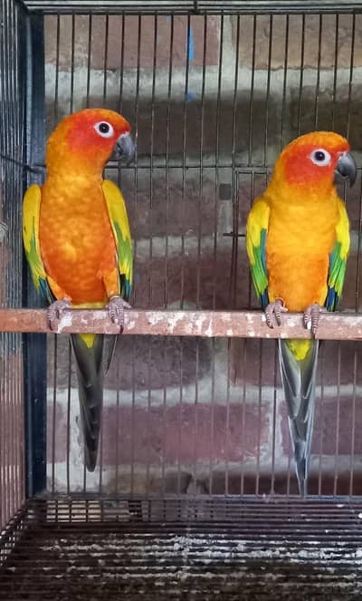 Sun conure breader pair with history