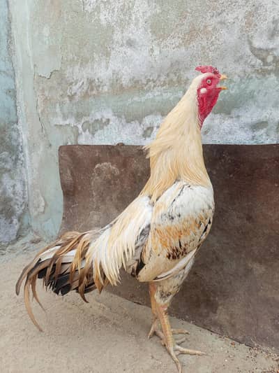 Aseel Jawa 03/71/12/70/832