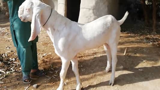 Bakra hai.  03102718481