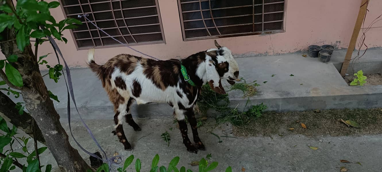 bakra 5