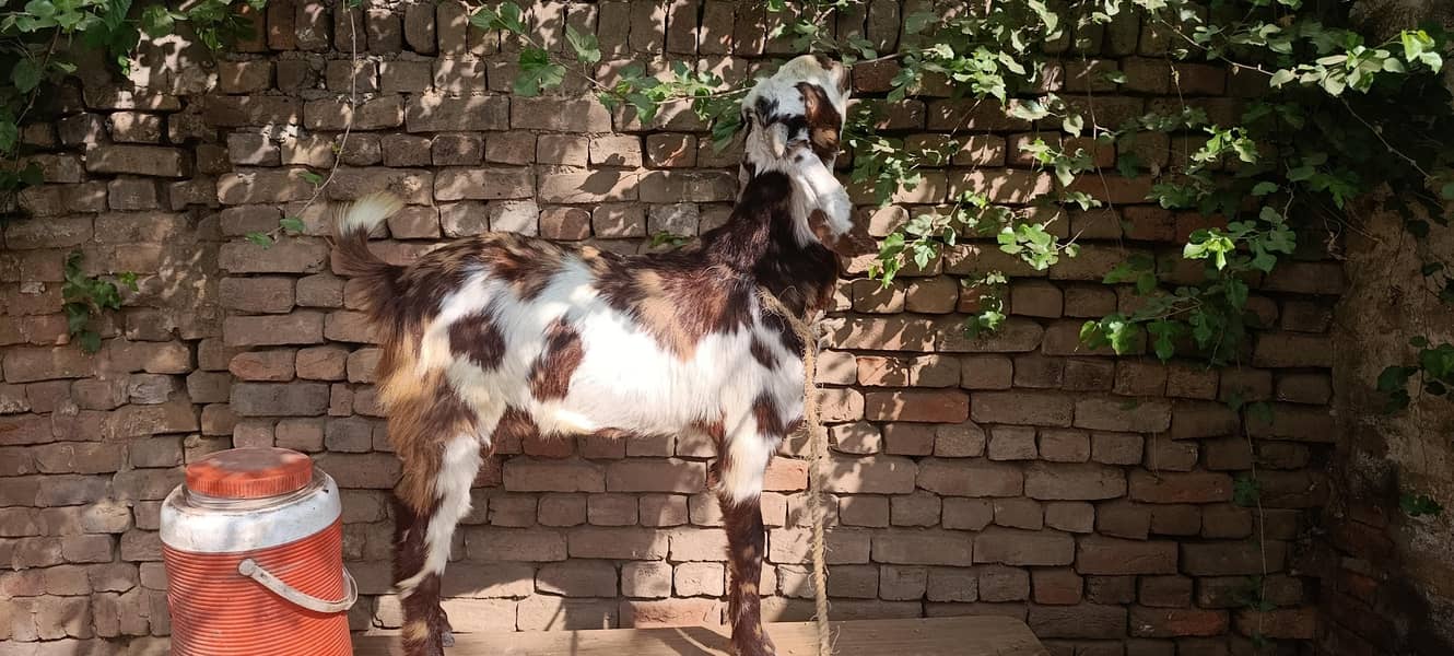 bakra 7