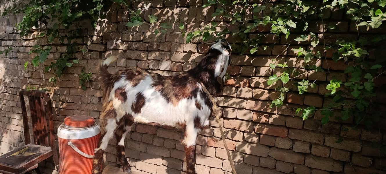 bakra 8