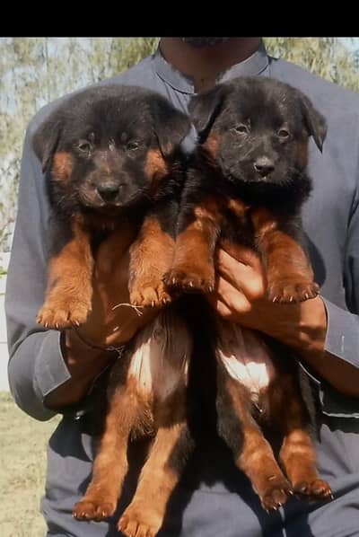 German Shepherd male female for sale available
