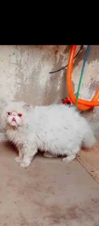 pure piki male CFA bloadling mating available.