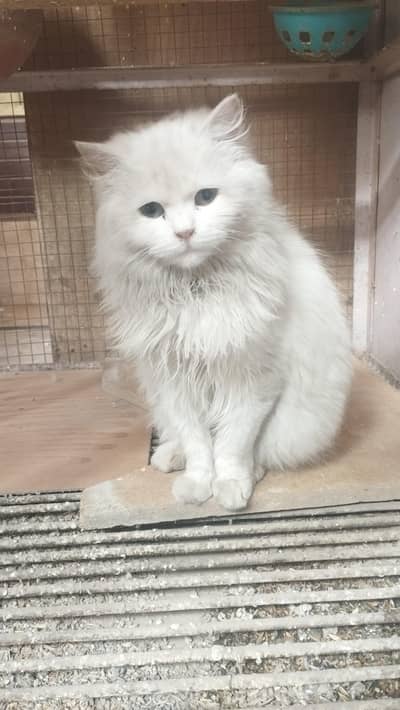 Persian White Cat