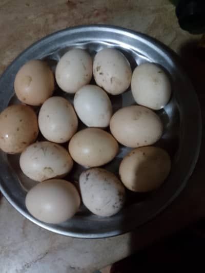 aseel eggs