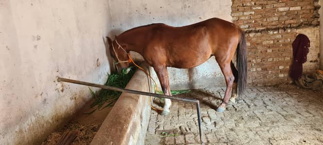 Female prgenanat horse for sale