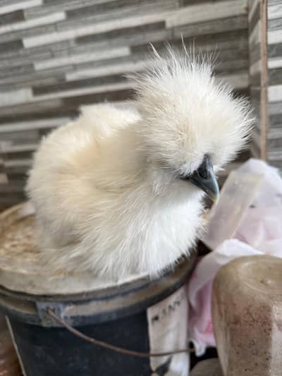 silkie hen