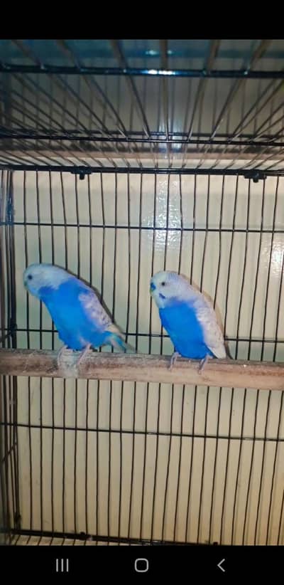 Austrlian Renboo baredar pear