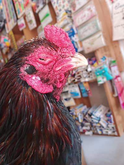 mainwali old bloodline quality breeder