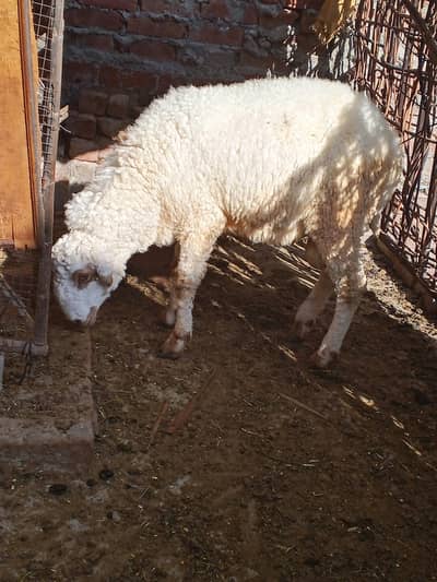 03234130021 chatre ha do balo wale