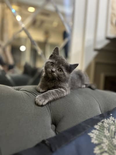 British Shorthair Male kitten