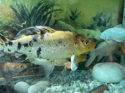 Koi fish pair for sale