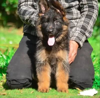 German shepherd puppy