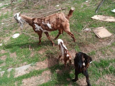 Shera with Male & Female For Whatsapp 03025195792