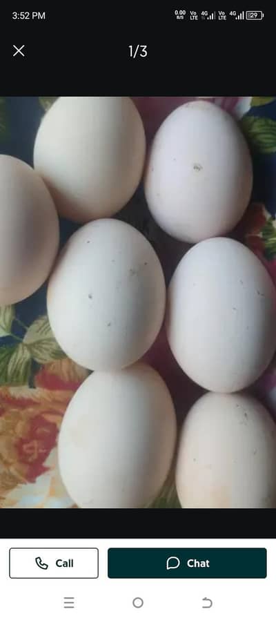 pure Heera aseel egges