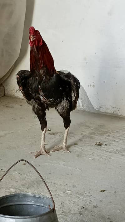 ASEEL PATHA for sale