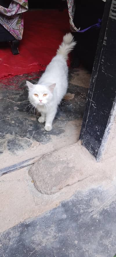 I am selling My beautiful Persian White cat 