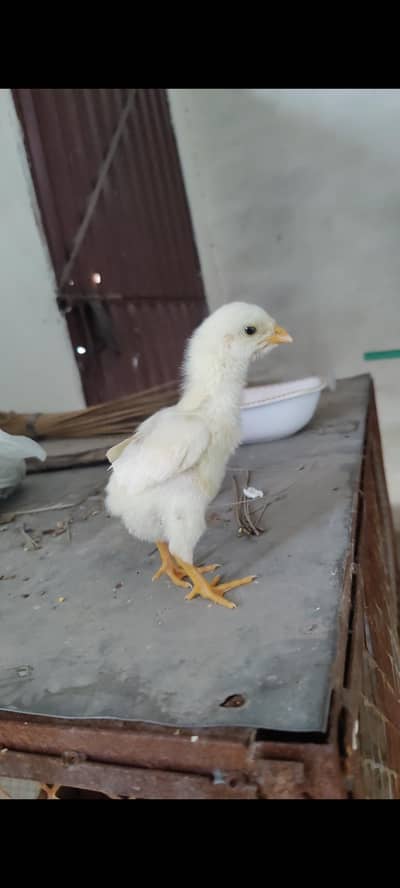 German shamo King O shamo