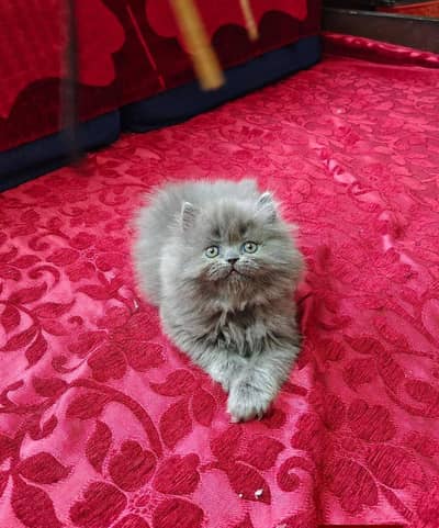 Persian good breed kittens avail. WhatsAp= 03103699468