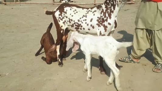 Makkah Chini Bakri Our 2 Bacchon ka sath for sale/ +03246711890