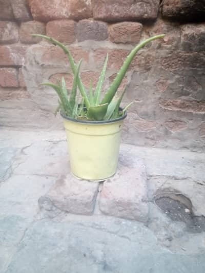 aloe vera plant