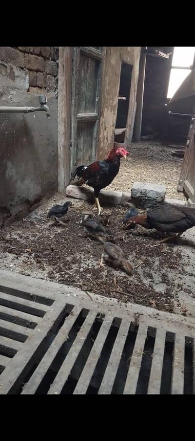 Aseel murgi murga and 7 aseel Chicks