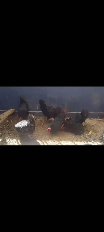 6 Week Old Pure Australorp Chicks - Healthy & Vaccinated