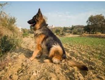 German Shepherd Bitch (One Year Old) (0322 4558368)