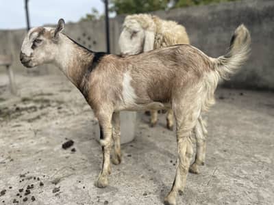 Barbari breeder Male kid For Sale