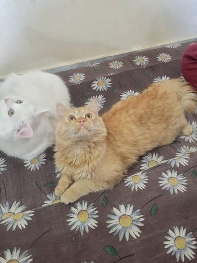 3rilple Cot female & Male