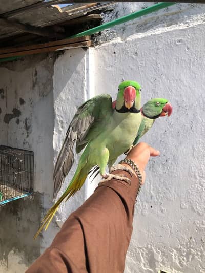 raw parrot pair