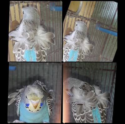 HOGOROMO  female  double flower 03168260955