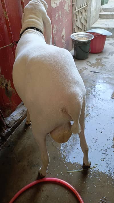 4 daant healthy active bacha larkana