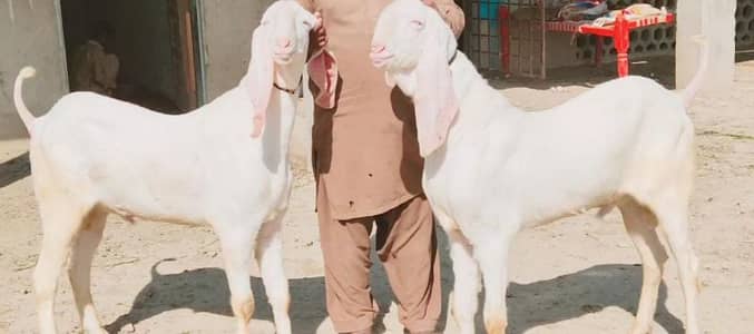 2 Bakre for sale/ 03102718718