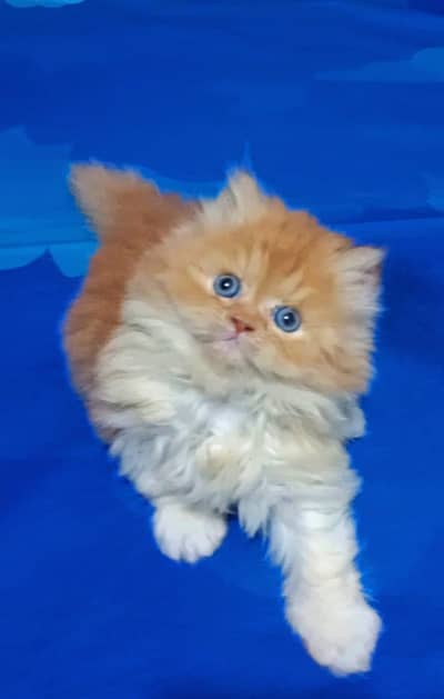 Persian kittens triple coat pair  for sale contact whatsap 03251345149