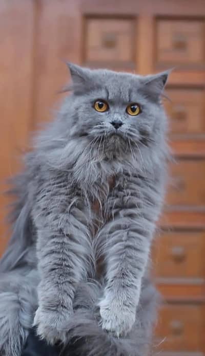 Persian cat | triple coat | Persian Female cat for sale