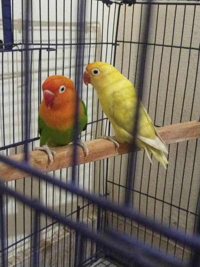 love bird pair