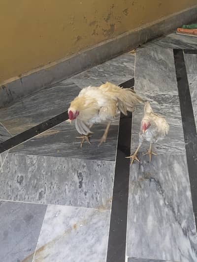 white paper hera pair urgent for sale